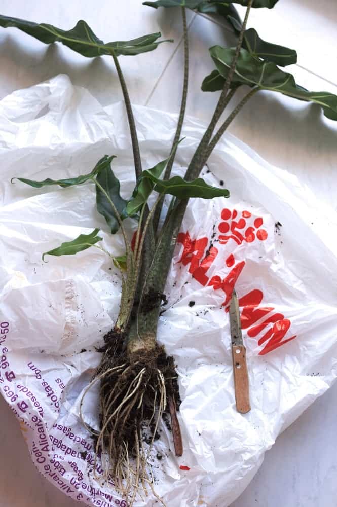 Alocasia houseplant on plastic bag ready to be divided for propagation