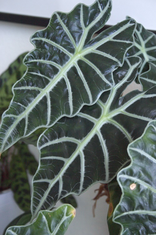 Glossy leaf of Alocasia x amazonica, a tropical houseplant grown for its foliage.