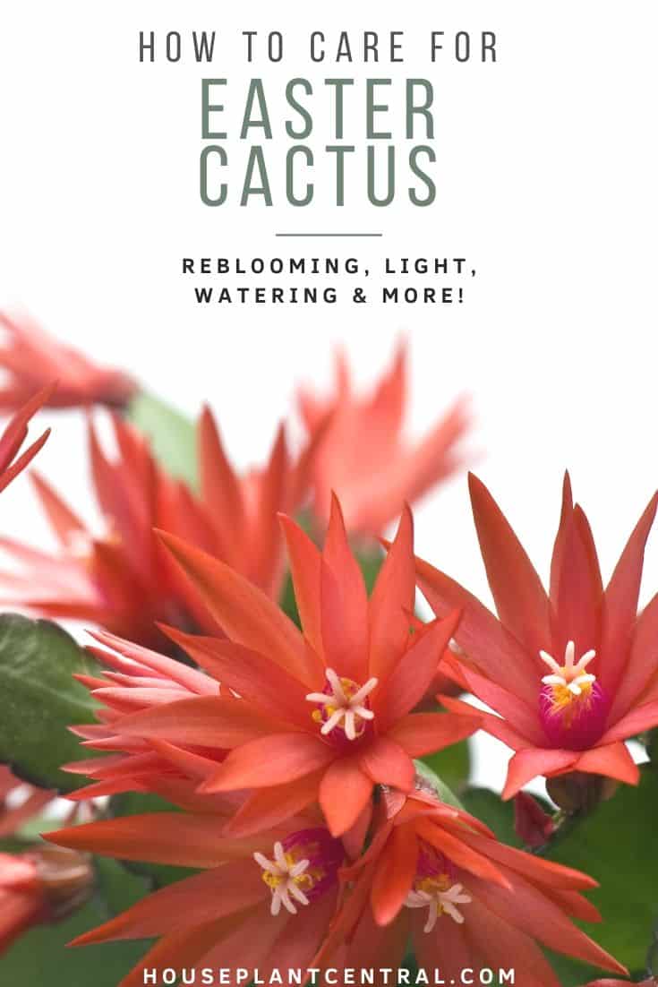 Orange-red Easter cactus (Hatiora gaertneri) flowers on white background | Full Easter cactus care guide
