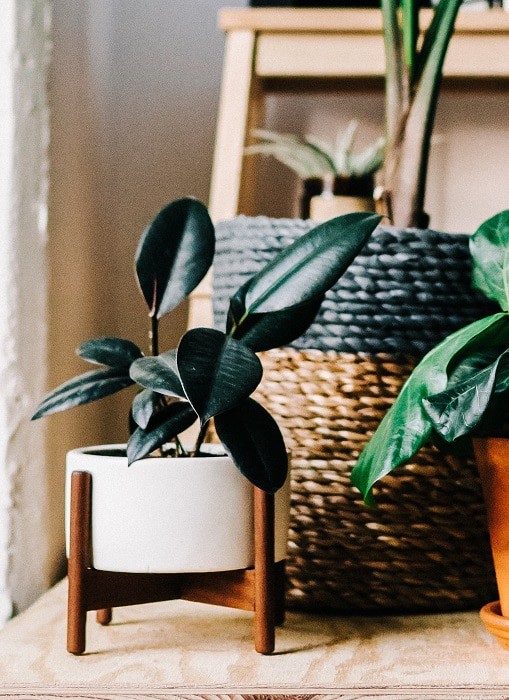 Small Ficus elastica (rubber tree houseplant) photographed with other common houseplants