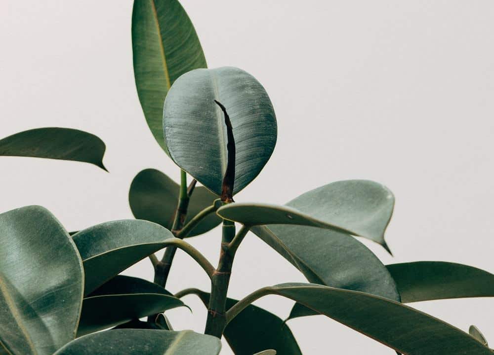 Wondering how to care for the popular rubber tree (Ficus elastica)? This caresheet contains everything you need to know! #houseplants
