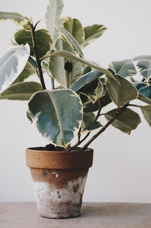 Variegated rubber tree (Ficus elastica) in terracotta planter on white background