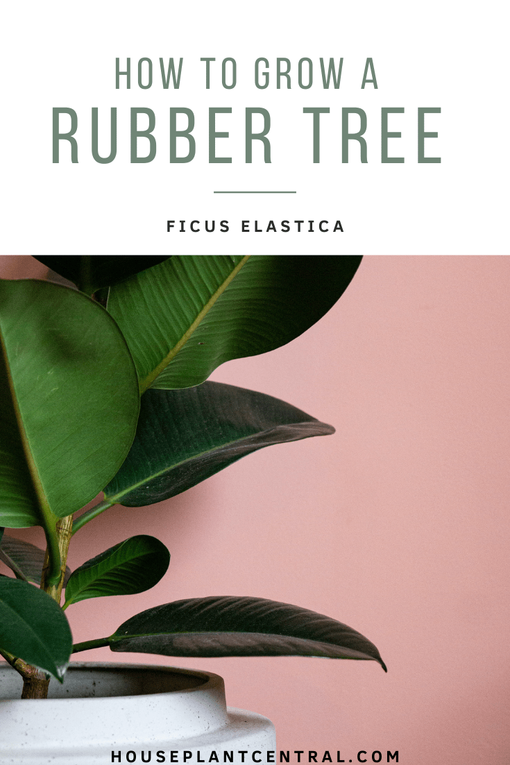 Ficus elastica (rubber tree houseplant) on white background | How to grow a ficus elastica indoors