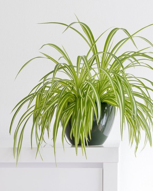 Healthy spider plant (Chlorophytum comosum) houseplant in shiny green planter on white background