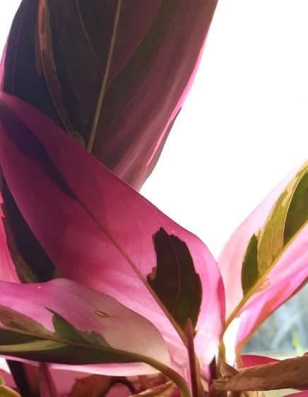 Planta de interior Stromanthe sanguinea