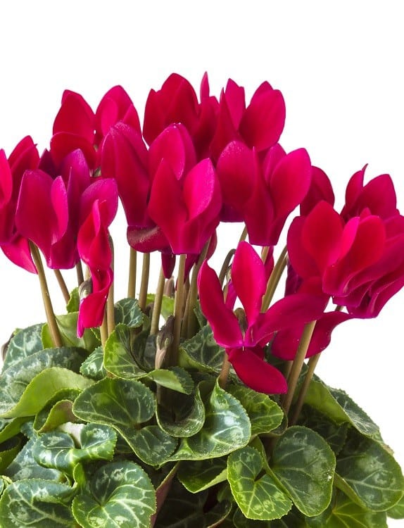 8 Amazing Indoor Plants With Flowers Houseplant Central