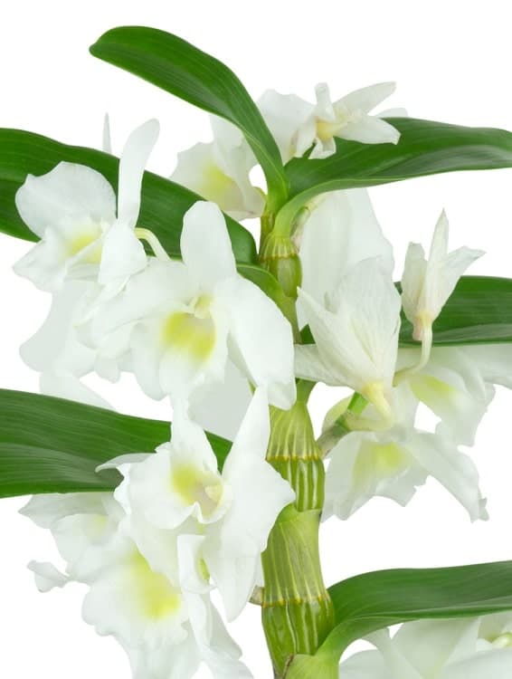 Dendrobium nobile orchid - 7 amazing indoor plants with flowers