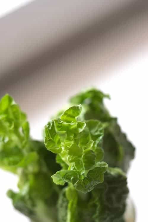 Close up of green lettuce regrowing in water on white background