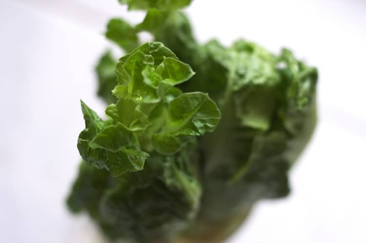 Close up of green lettuce regrowing in water on white background