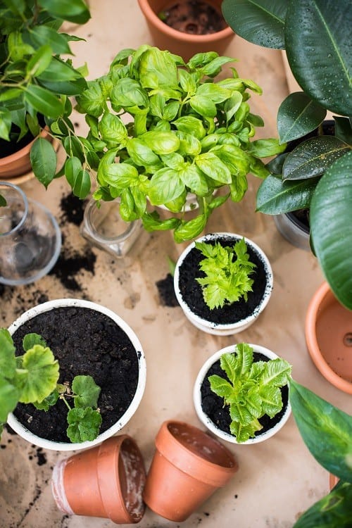 Lettuce, basil and other plants on potting station surrounded by houseplants and planters