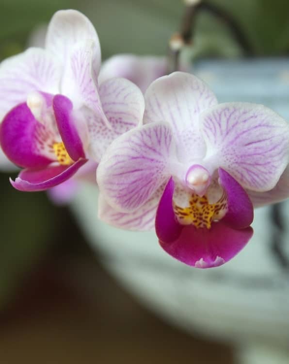 Pink Phalaenopsis orchid flowers