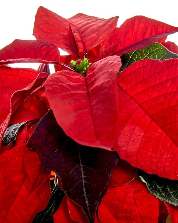 Red Poinsettia flower - 7 indoor plants that flower