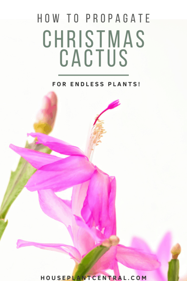 How to propagate Christmas cactus Houseplant Central