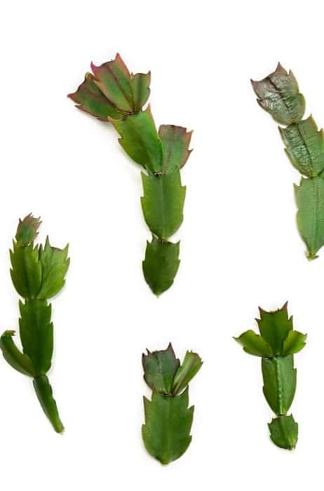 Cuttings of Schlumbergera truncata (Thanksgiving cactus), a popular succulent houseplant, on white background