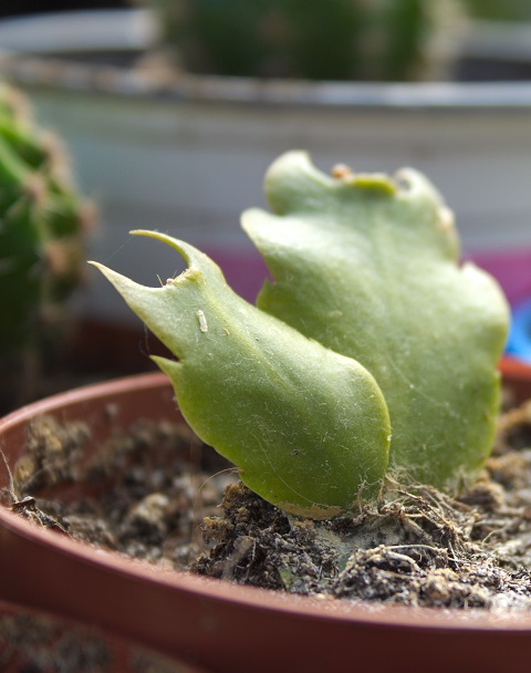 Thanksgiving cactus (Schlumbergera) cactus cuttings in soil. 