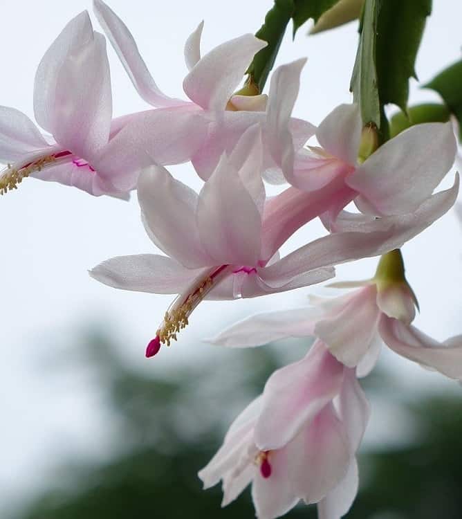 Flores blancas de Schlumbergera, una planta de interior popular | Cómo cuidar un cactus de Navidad