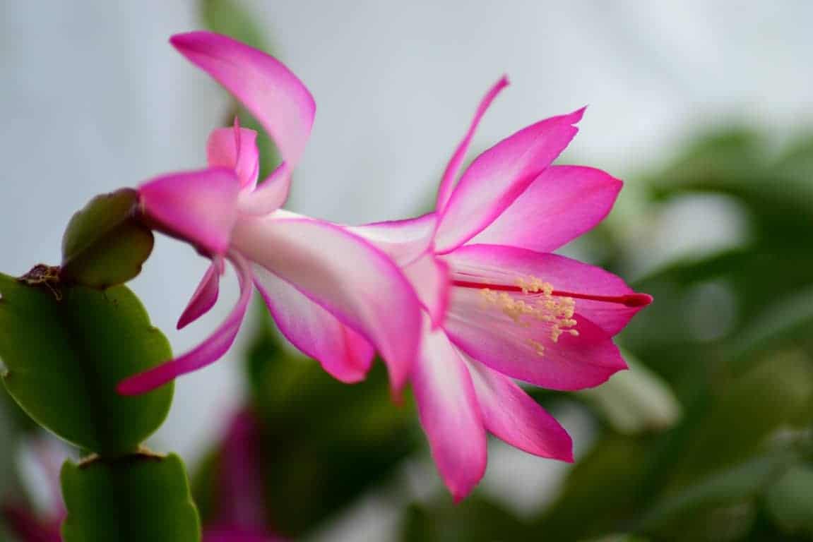 Wondering how to propagate Christmas cactus? It's super easy to turn one Schlumbergera into many! #houseplants