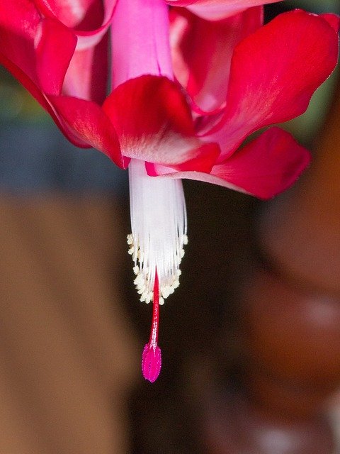 Reddish pink flower of Schlumbergera (Christmas cactus), a popular succulent houseplant