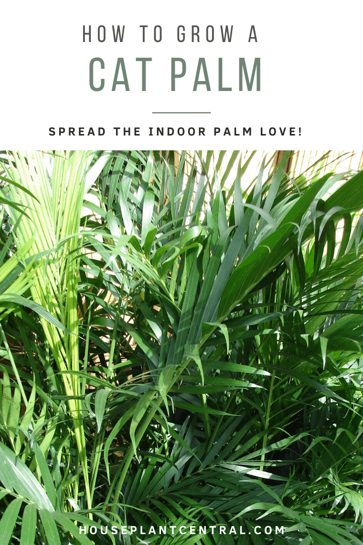 are cat palm plants poisonous to dogs