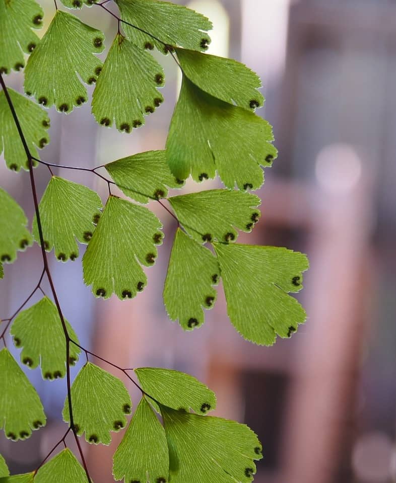 Helecho culantrillo (Adiantum sp.)