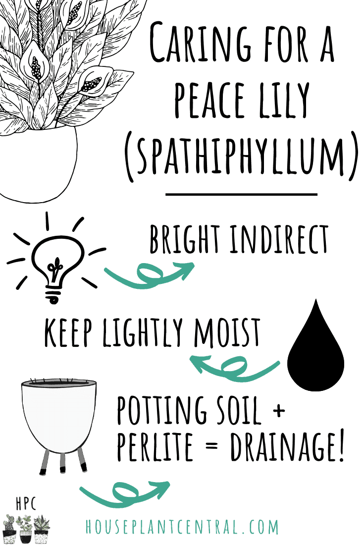 Peace lily care infographic