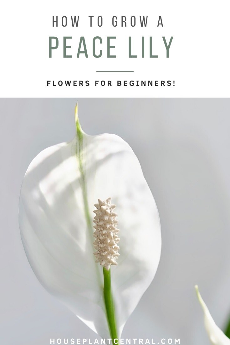 White peace lily flower on light background | Full peace lily care guide