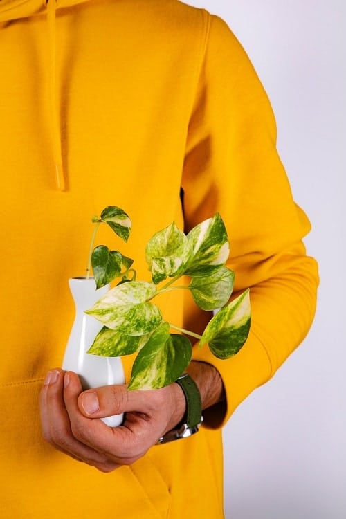 Hand in yellow sweater holding golden Pothos plant 