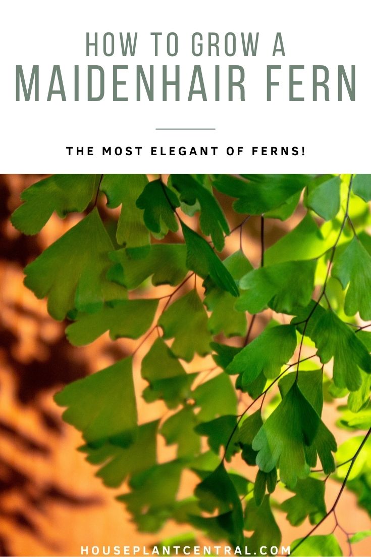 Maidenhair fern (houseplant from the genus Adiantum) | Care & info