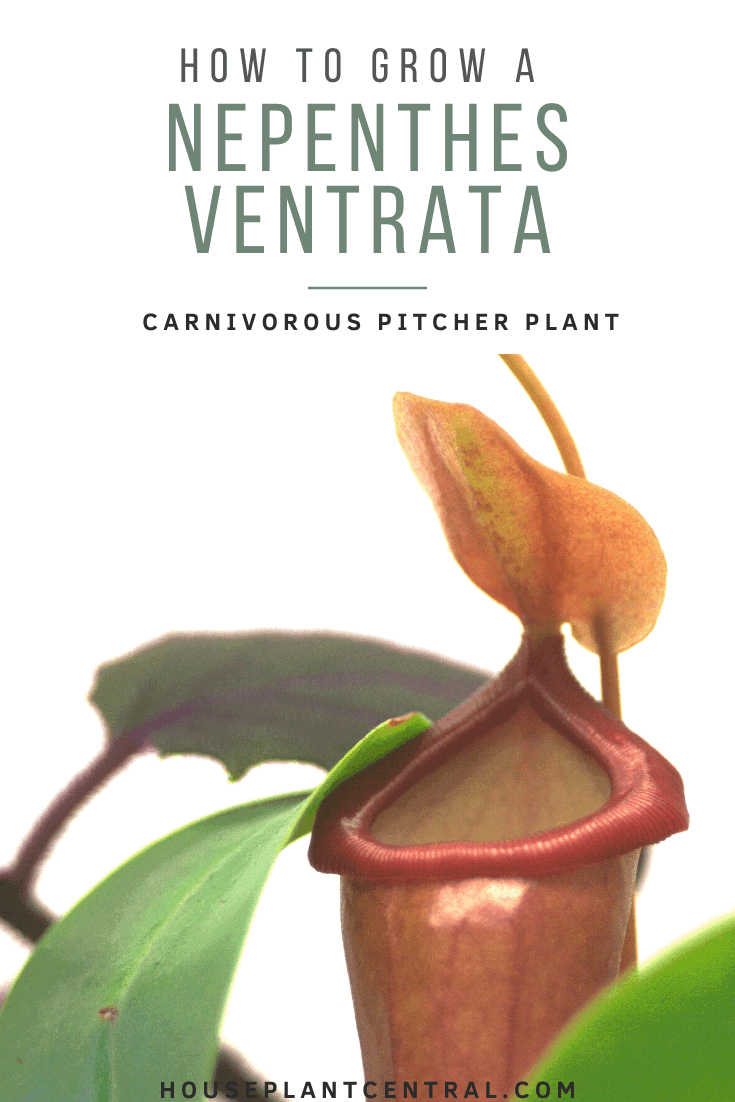 Pitcher of Nepenthes ventrata (carnivorous plant)