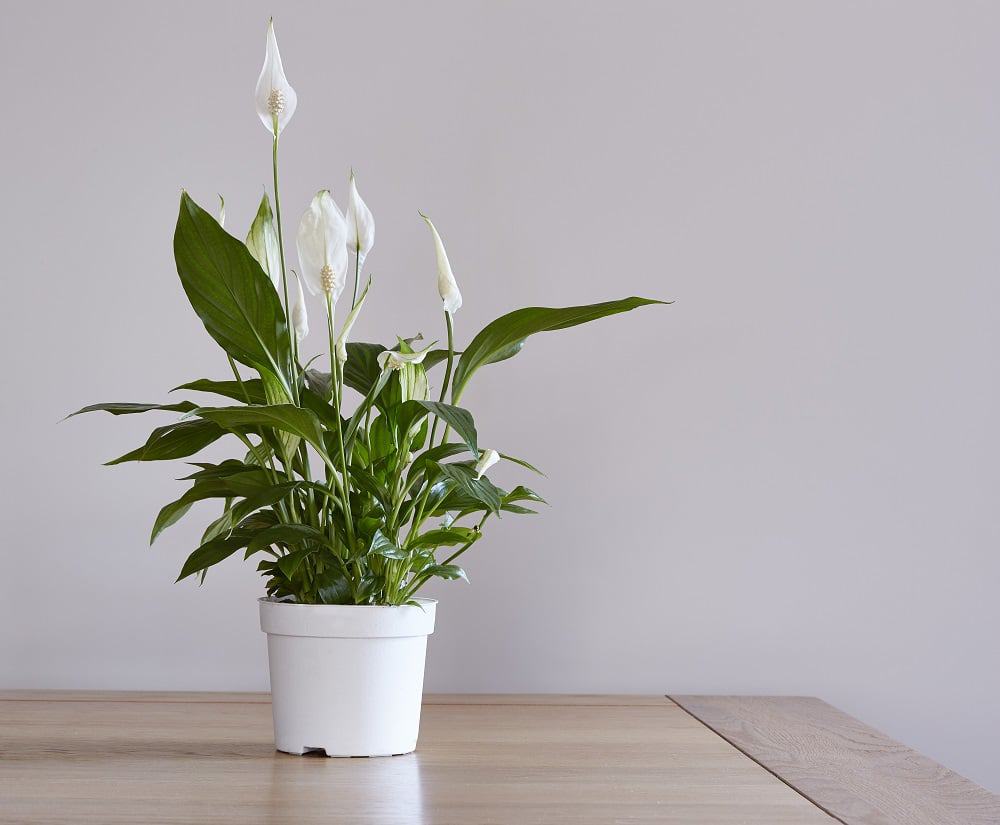Peace lily houseplant with white flowers