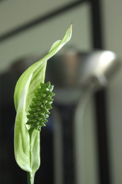 Green flower on Spathiphyllum (peace lily) houseplant.