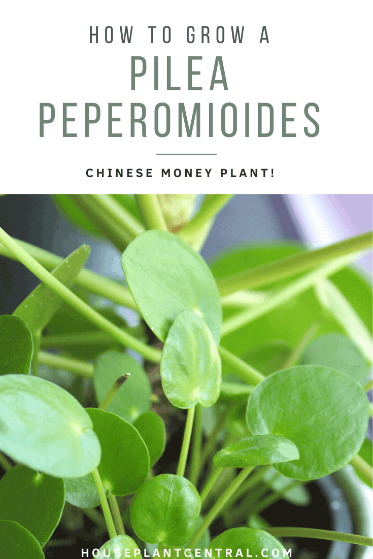Close-up of Pilea peperomioides (Chinese money plant) houseplant with pups | Full Pilea peperomioides care guide.