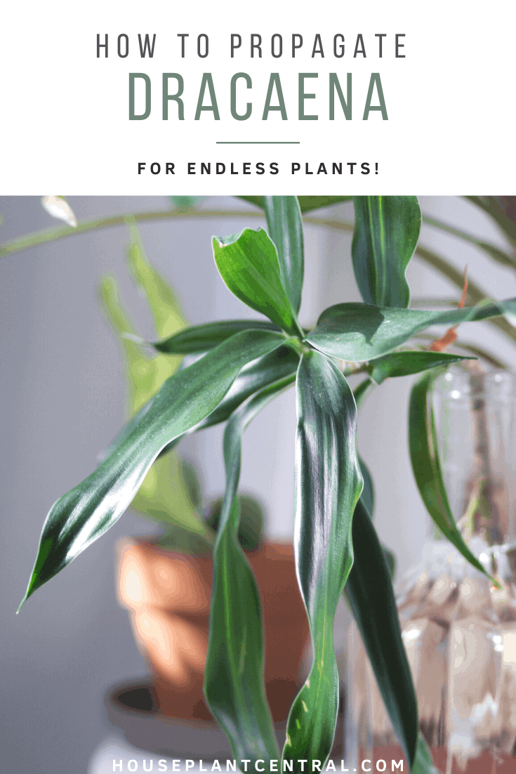 Propagating Dracaena | 3 ways to propagate your Dracaena plant