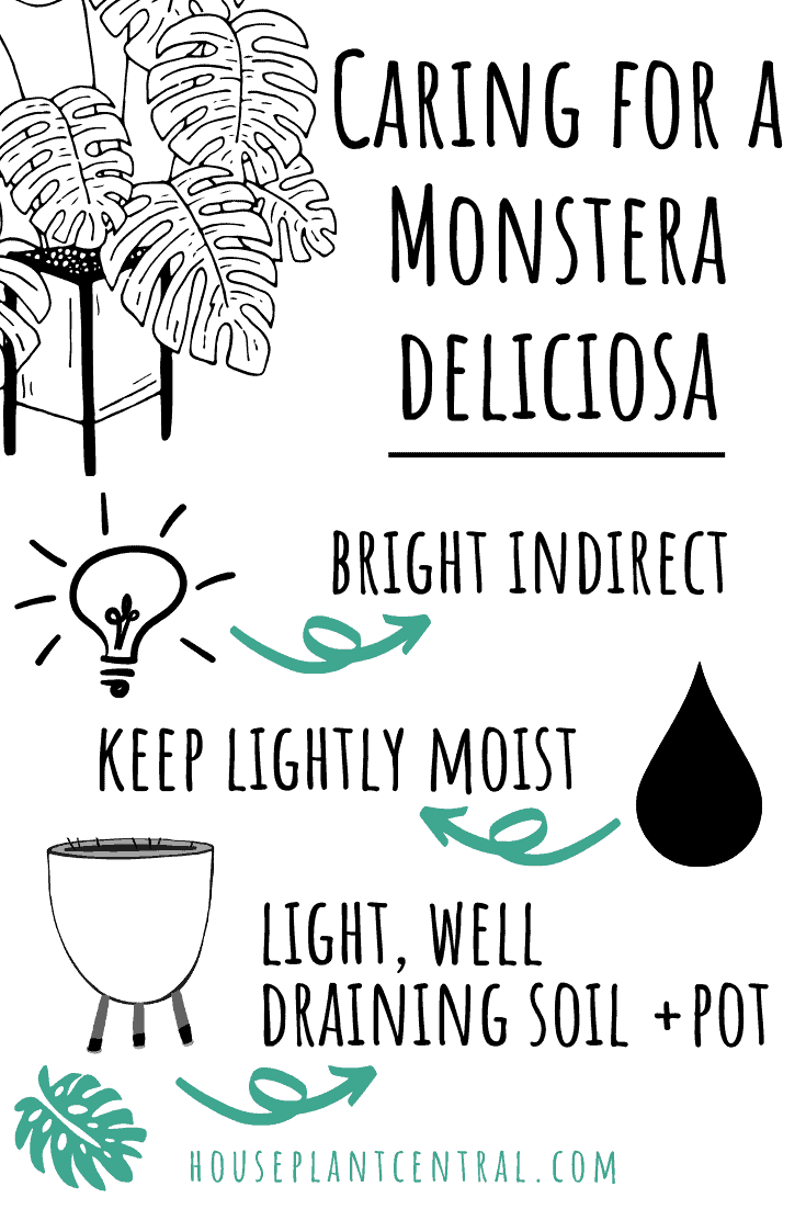 Monstera deliciosa care infographic | Full Monstera deliciosa care guide