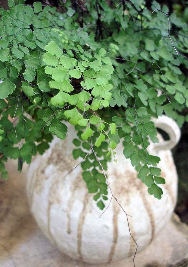 Frondas del helecho culantrillo (una planta de interior del género Adiantum)