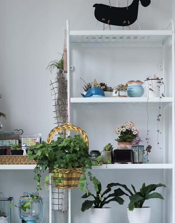 White shelving unit with houseplants including Hedera helix (English ivy) in a basket planter