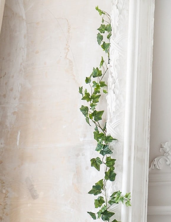 English ivy in the interior of the living room. Selective focus