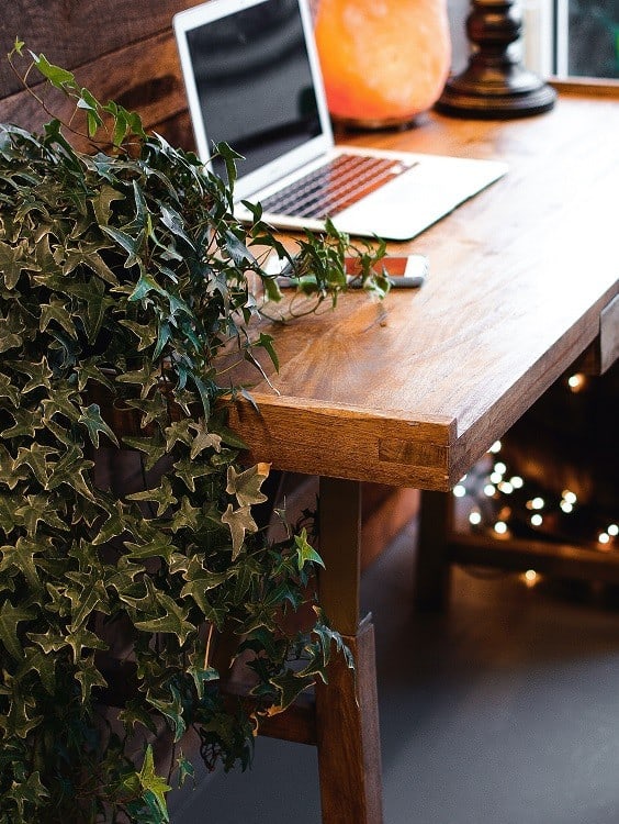 Trailing English ivy plant in front of wooden desk