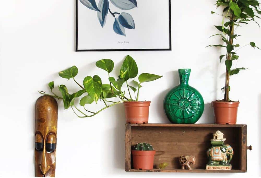 Golden Pothos houseplant on shelf with Ficus benjamina. Easter lily cactus and other décor