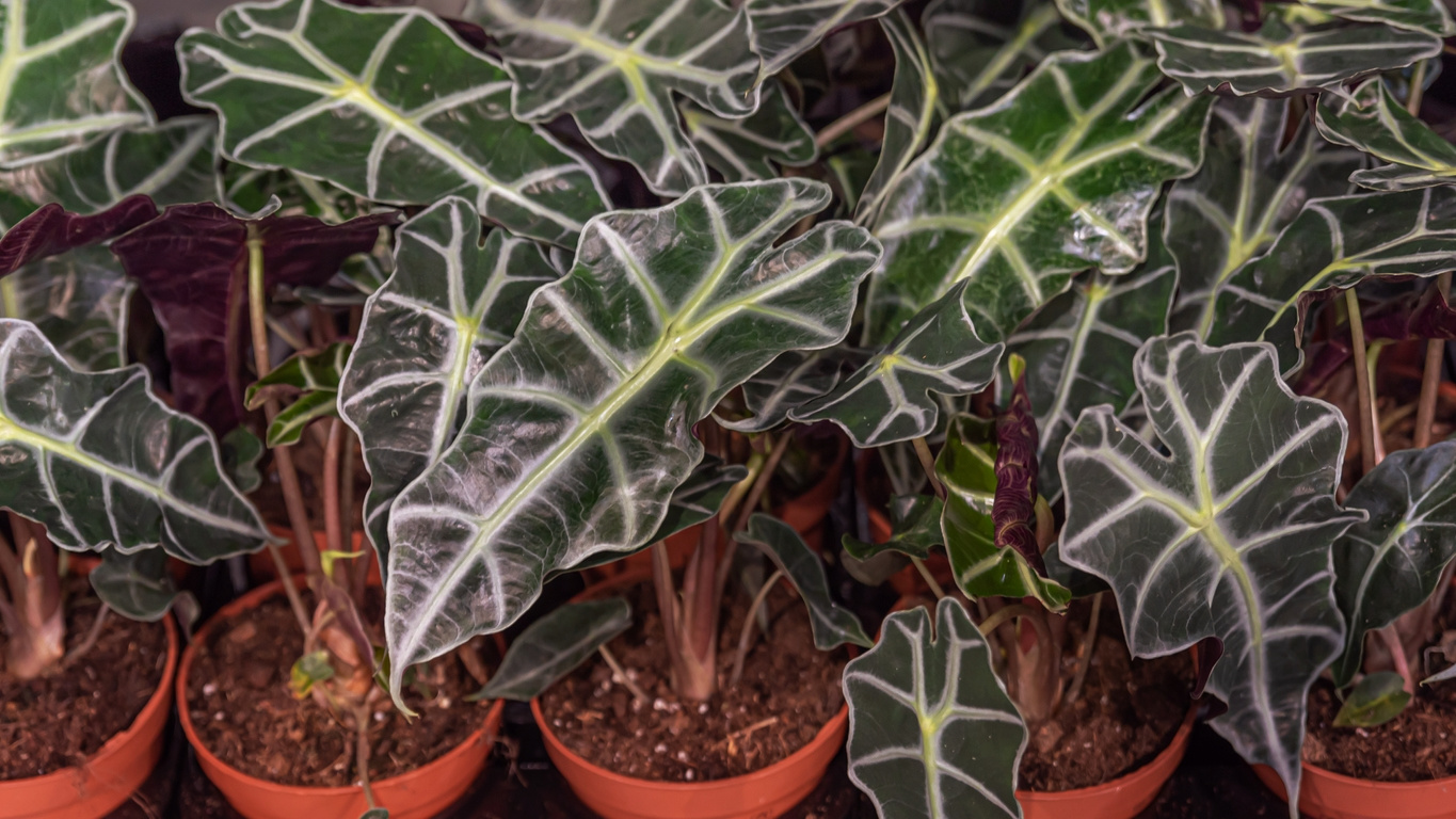 Alocasia Polly Plant