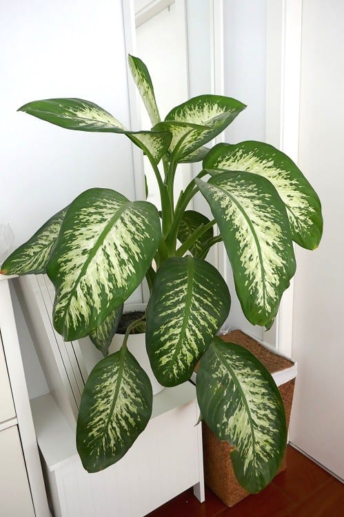 Large Dieffenbachia plant pictured as part of a white interior with dark wooden floor. 