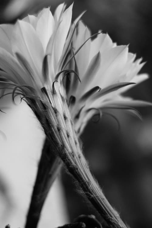 Black and white photo of flowers of Echinopsus subdenudata (Easter lily cactus)