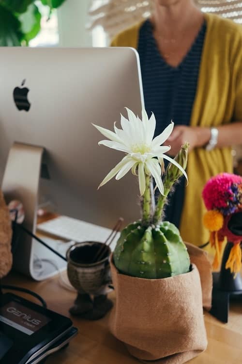 Flowering Easter lily cactus on desk with person working on Macbook in the background.