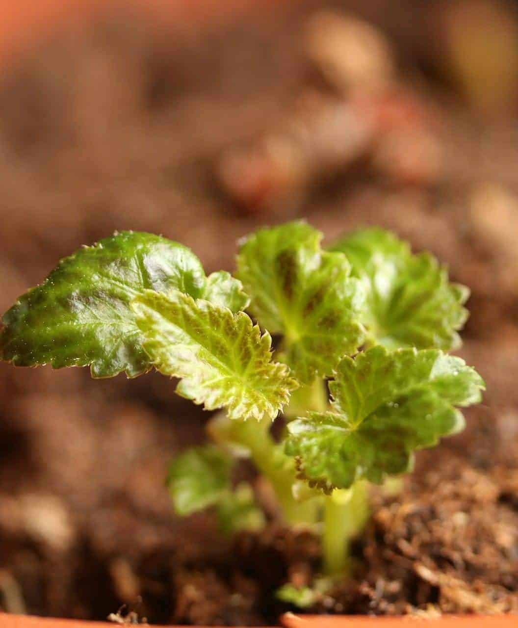 Begonia seedling in soil