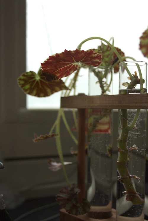 Begonia cuttings in vials of water.