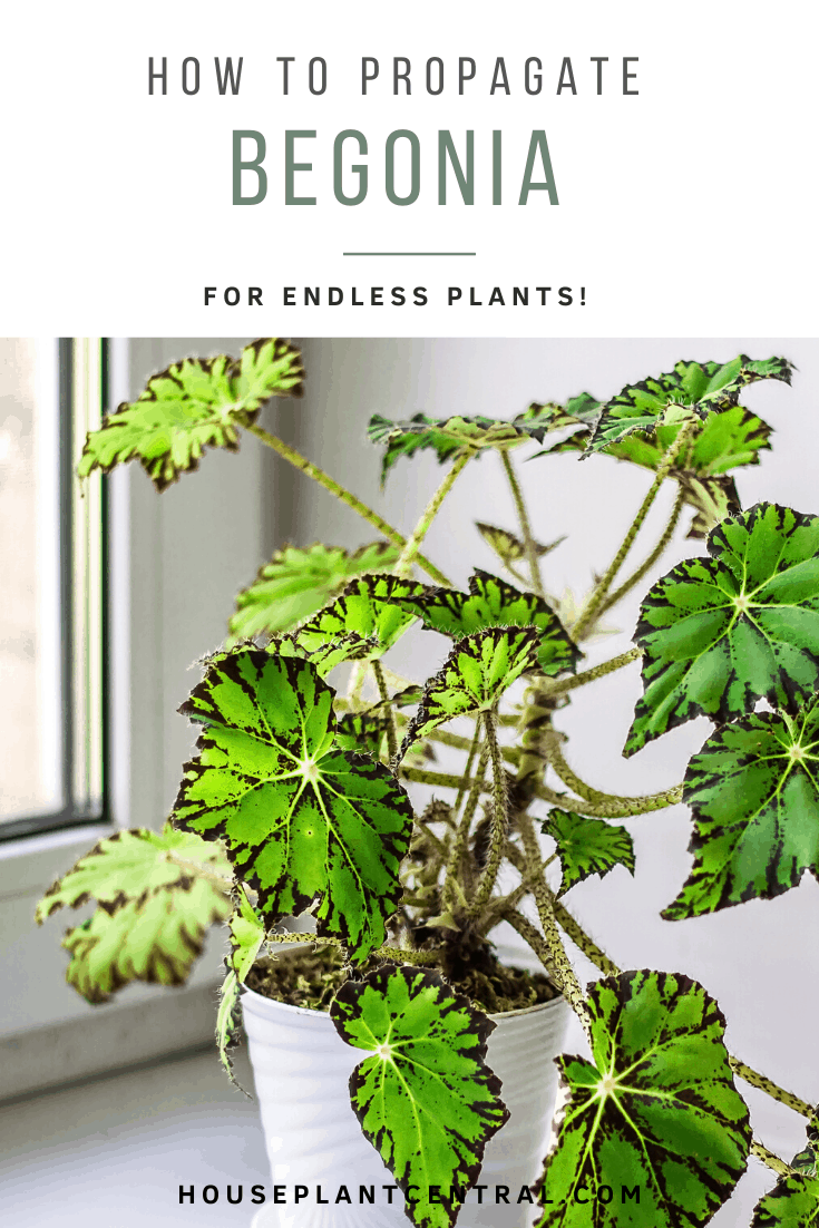 Beautiful Begonia in white flowerpot on windowsill. Genus of perennial flowering plants in the family Begoniaceae. Hybrid begonia Tiger Paws or Eyelash Begonia with green and red leaf pattern | Full Begonia propagation guide