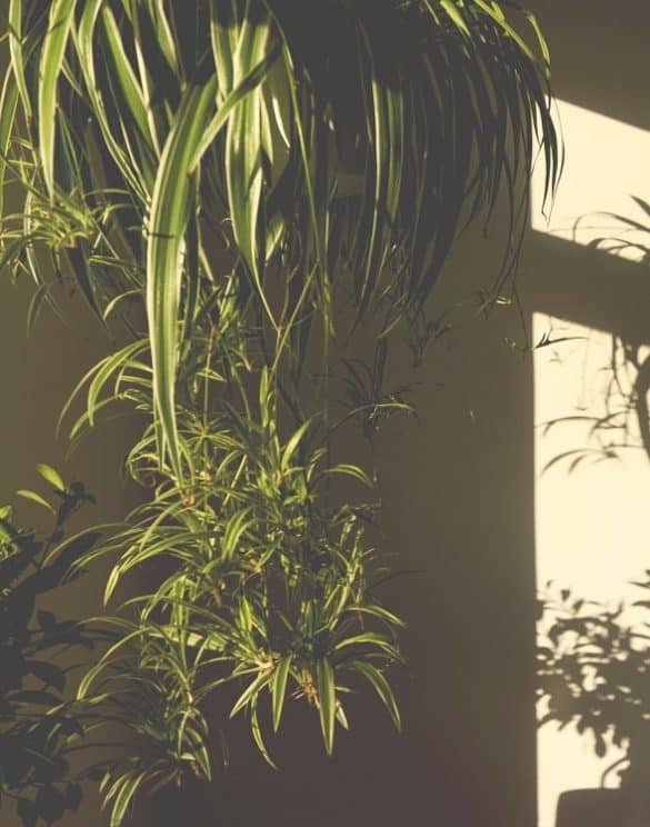 Spider plant for cats Why do they like it? Houseplant Central