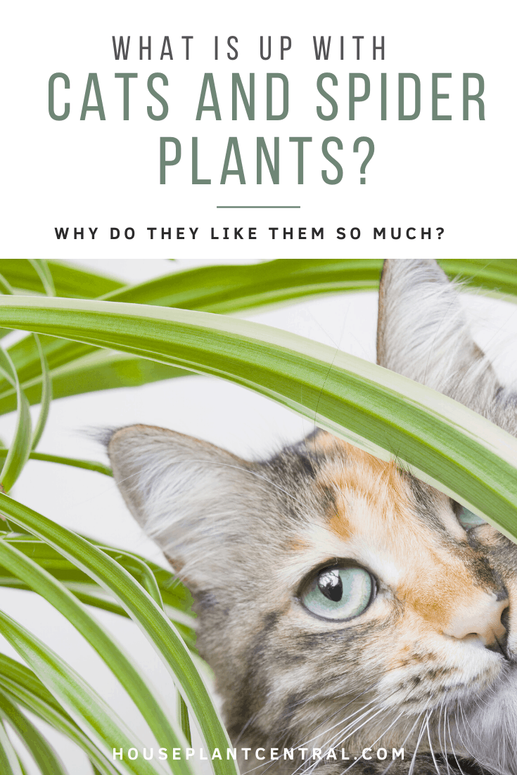 Cat with spider plant (Chlorophytum comosum) | Why do cats like spider plants?