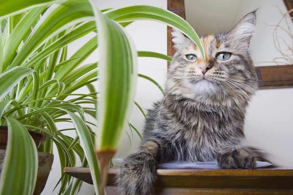 Spider Plant For Cats Why Do They Like It Houseplant Central