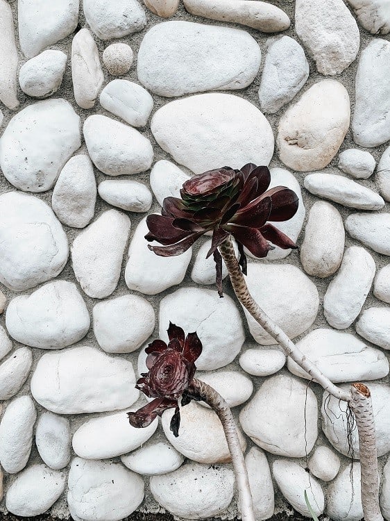 Aeonium 'Zwartkop' succulent with two heads photographed against white cobble wall.